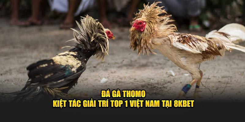 Đá Gà Thomo